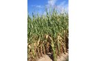 Property photo 31 - LAND AUCTION, 3255+/- Acres offered in 13 Tracts